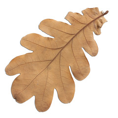 Fototapeta premium dry oak leaf