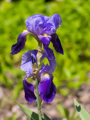 German iris (Iris germanica)