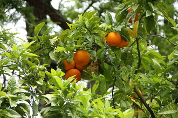 Orangen am Baum