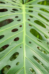 Fototapeta na wymiar Big leaf
