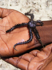 Ophiure (cousine de l'étoile de mer)