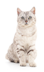 Fototapeta premium Grey cat.