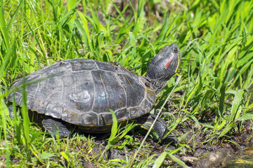 Red-eared slider (Trachemys scripta elegans)