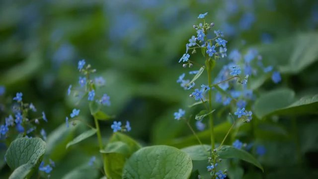 brunerra flowers in bloom close up footage, prores hq