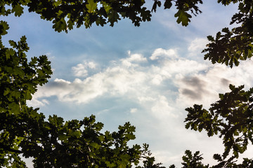 Wolken durchs Geäst