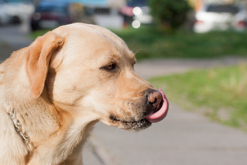 yellow labrador lick himself muzzle