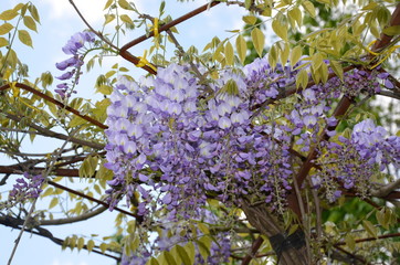 Blauregen Wisteria Glyzine 