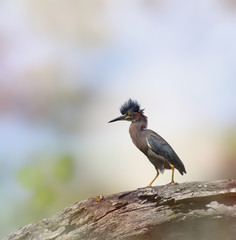 Green Heron