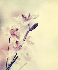 Naklejki  Kwiaty orchidei grunge