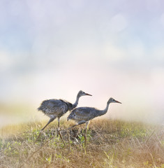 Sandhill Crane Chicks
