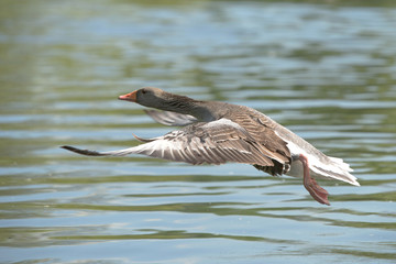 Greylag Goose, Anser anser