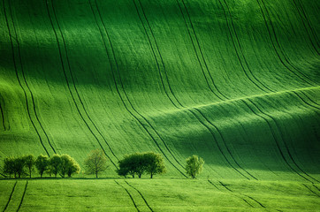 Hintergrund der grünen Wiese © Roxana