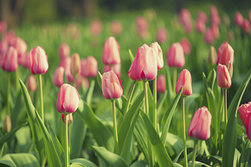 Pink beautiful tulips