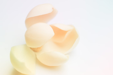 Magnolia coco
