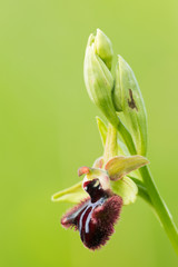 murgia orchidea selvatica © angelo chiariello