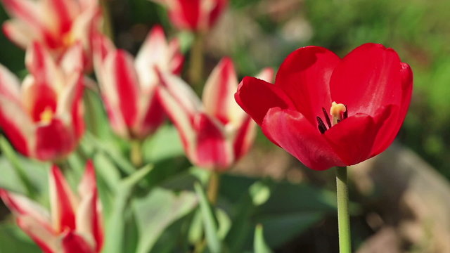 flowers red tulips swaying in the wind