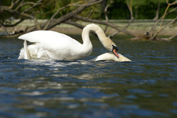 Mute Swan - copulation
