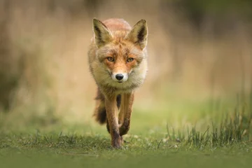 Wilder Rotfuchs