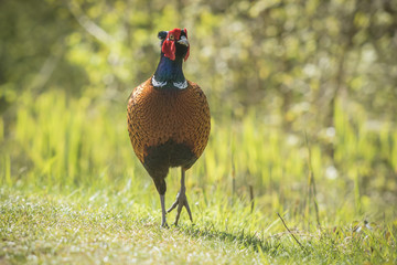 Fototapeta premium Male Pheasant stepping