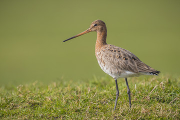 Graceful wader on a meadow