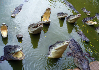 Obraz na płótnie Canvas Crocodiles with open mouth in the water.