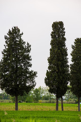 Albero di Cipresso, Cupressus, Campagna