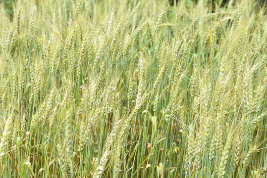 closed up the barley field in Nepal