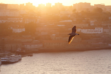 Möwe über Porto