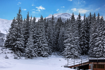 winter forest snow landscape