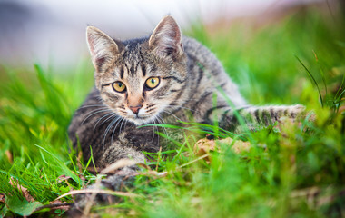 Naklejka na ściany i meble Young cat on grass