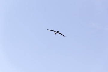 Volar