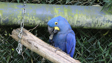 Fototapeta premium Hyacinth macaw