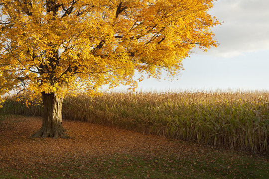 autumn tree and corn fields