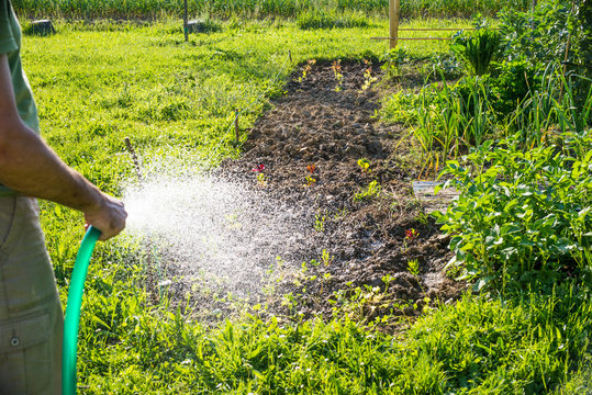 Annaffiare l'orto, dare l'acqua, agricoltura