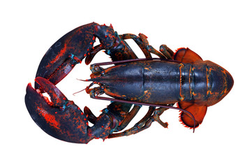 lobster isolated on white background