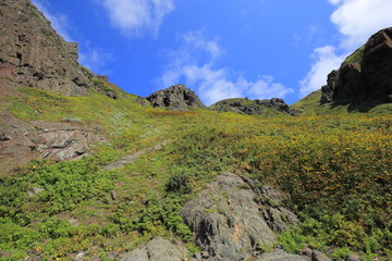 Fototapeta na wymiar Cliff in Rebun island, Hokkaido, Japan