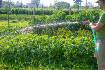 Annaffiare l'orto, dare l'acqua, agricoltura