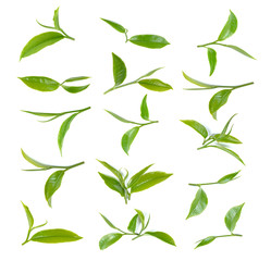 Fresh green tea leaf on white background