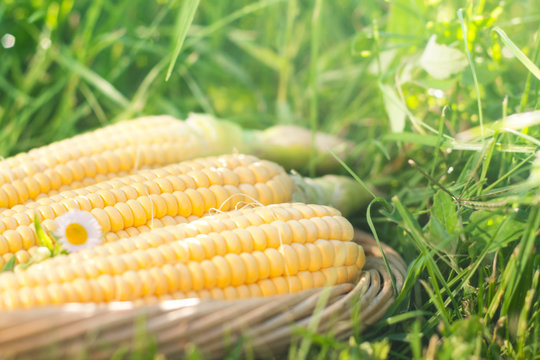 fresh corn in the basket