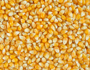 Dried corn  background