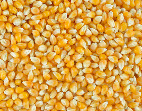 Dried corn  background