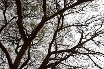 Branching off. Organic