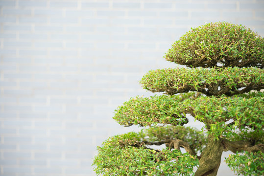 bonsai tree with copy space
