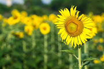 Obraz premium sunflowers