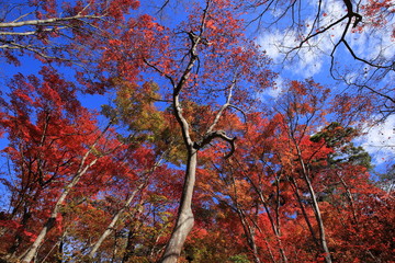 Autumn leaves in Arima-onsen, Kobe, Japan