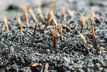  marigold seed