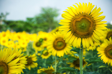 Fototapeta premium sunflowers