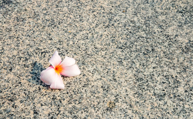 pink plumaria on granite floor