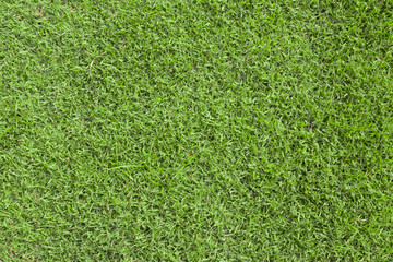 Fototapeta premium green grass texture