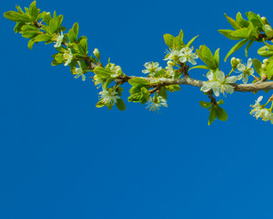 
cherry blossoms against the blue sky